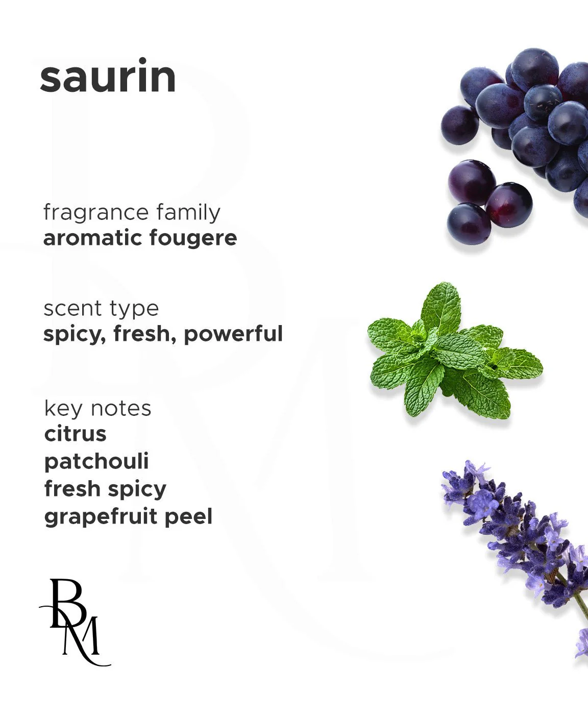 Saurin - Image 4